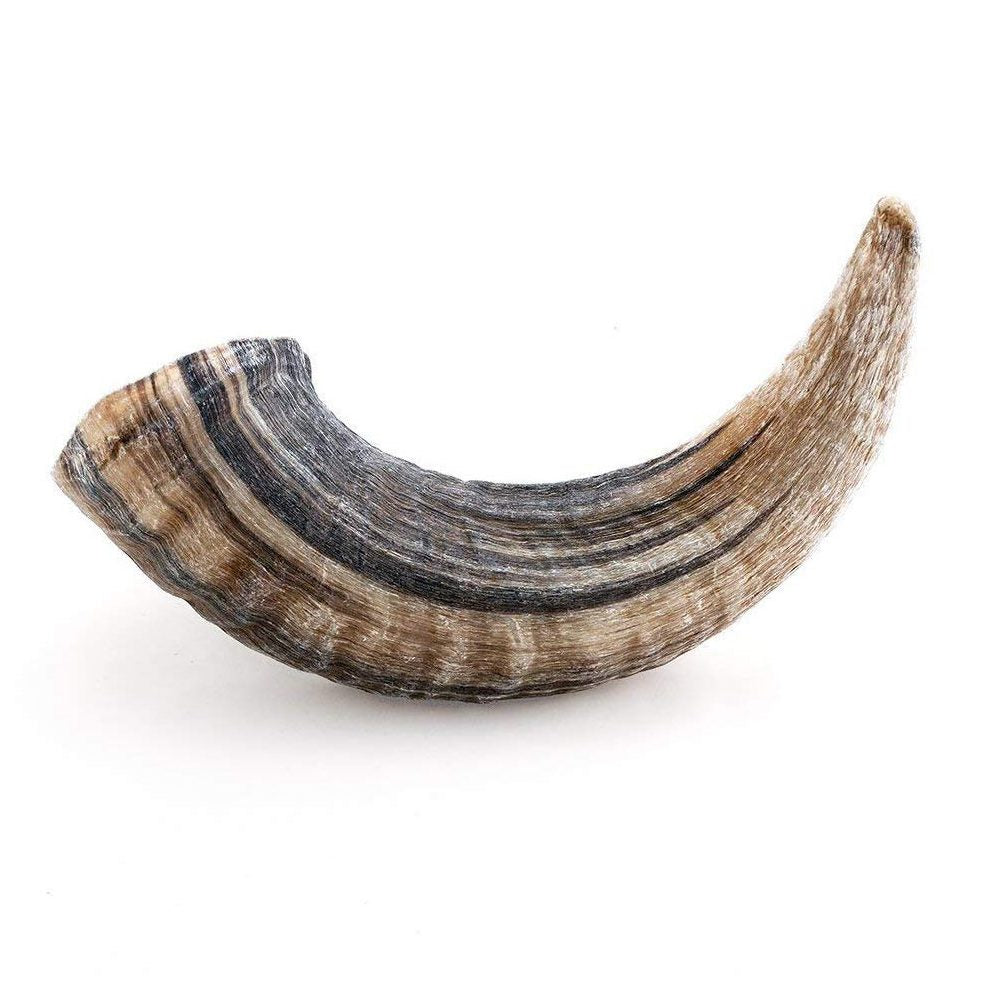 Icelandic Lamb Horn