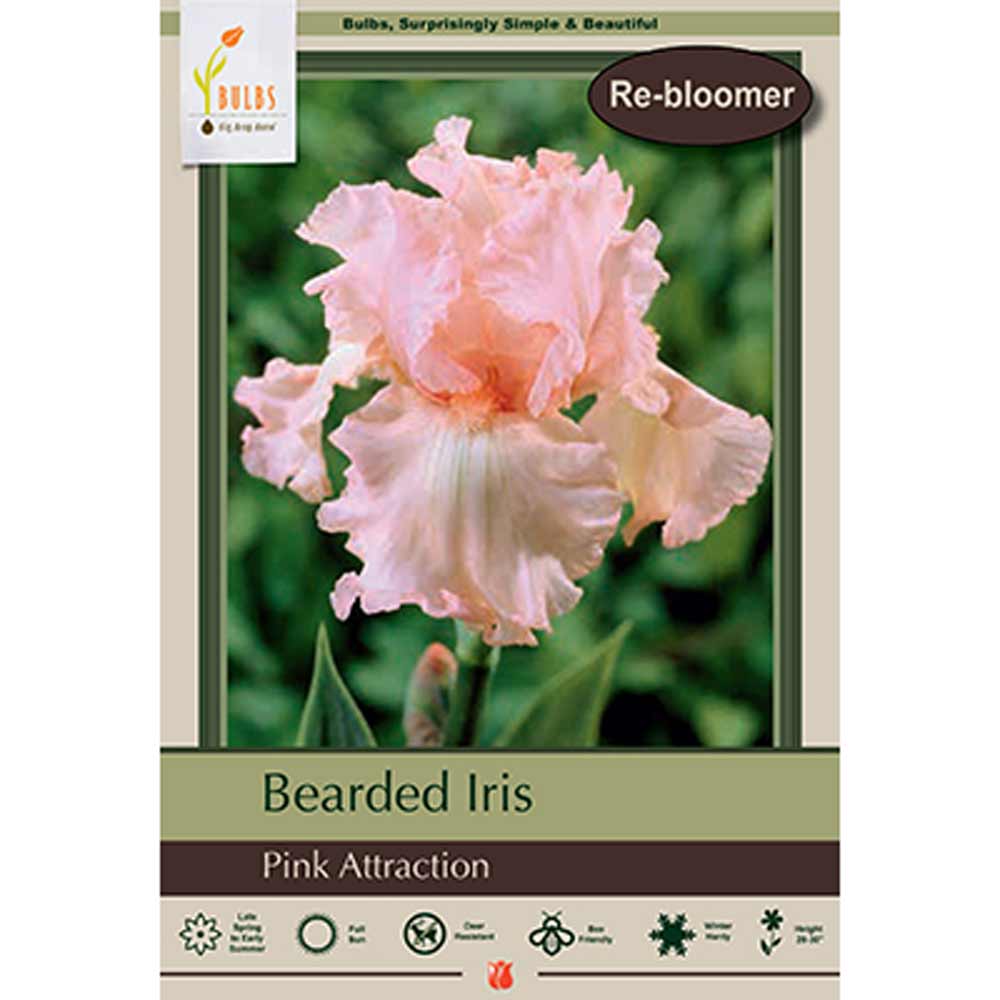 Netherland Bulb, Iris, Pink Attraction #1