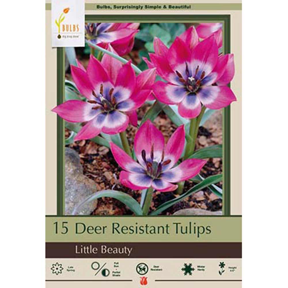Netherland Bulb, Tulip, Little Beauty