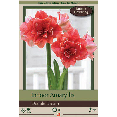 Netherland Bulb Co. Indoor Amaryllis, Double Dream Bulb