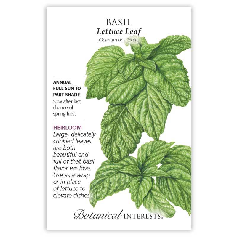 Basil Lettuce Leaf Seeds(Heirloom)
