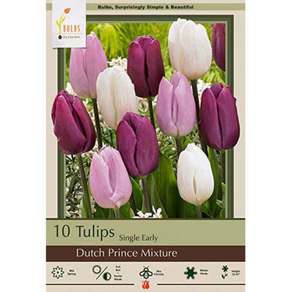 Netherland Bulb, Tulip, Dutch Prince Mixture
