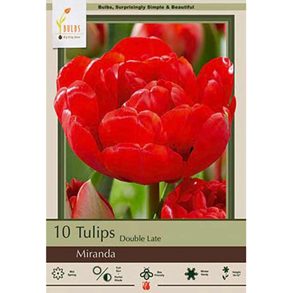 Netherland Bulb, Tulip, Miranda