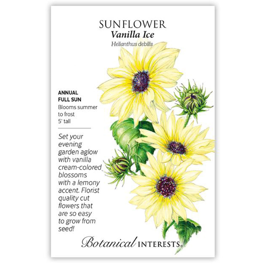 Botanical Interests, Sunflower, Vanilla Ice