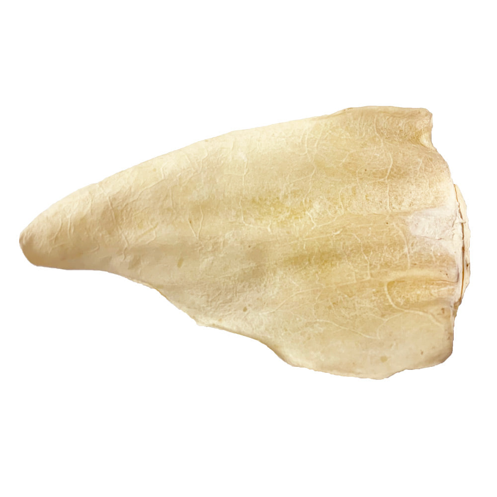 Cow Ears, Plain