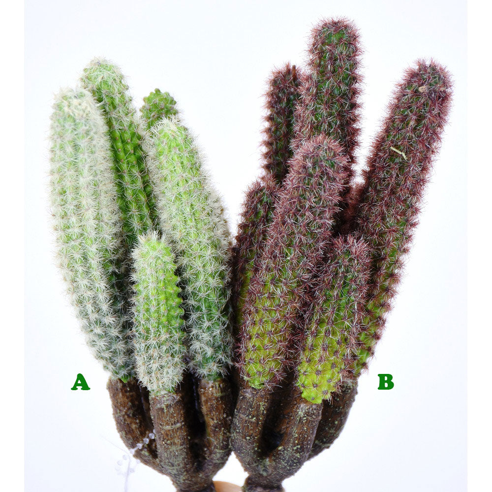 Pencil Cactus Pick, 8.5 in.