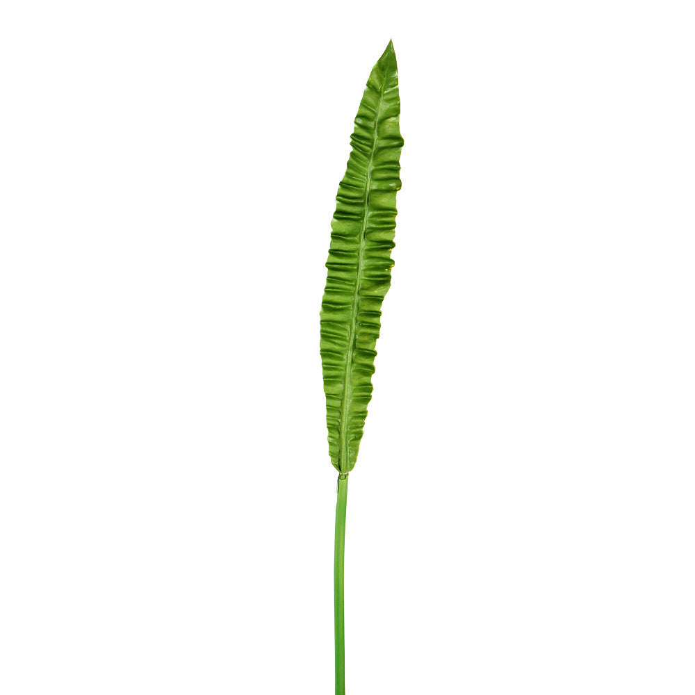 Bird Nest Fern Leaf Stem, 37 in.