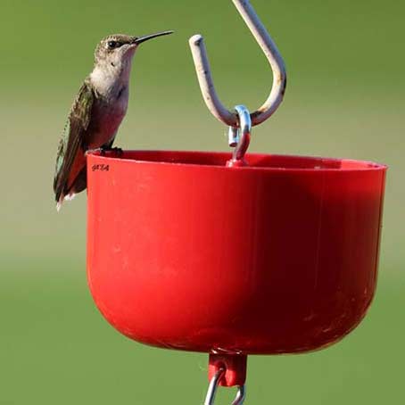 Nectar Protector