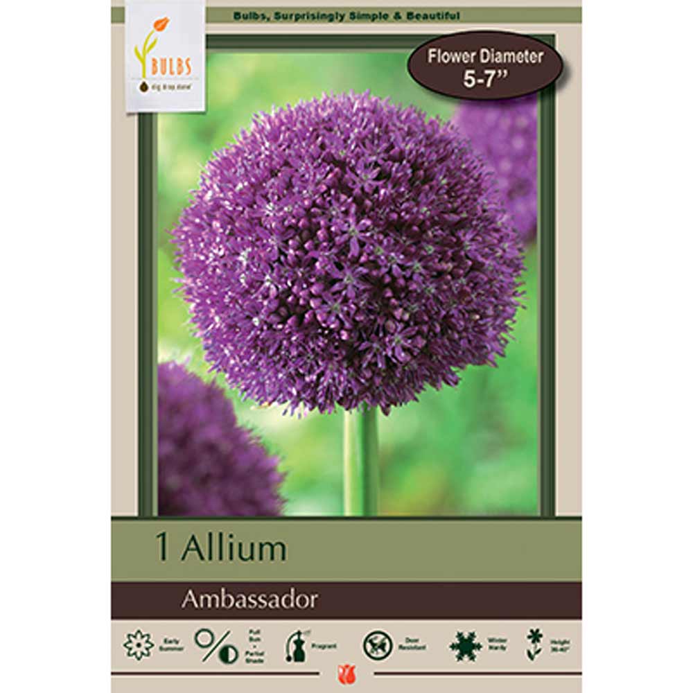 Netherland Bulb, Allium, Ambassador