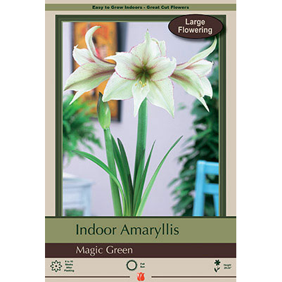 Netherland Bulb Co. Indoor Amaryllis, Magic Green Bulb