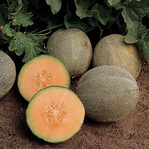 Cantaloupe, Ambrosia Melon, Live Fruit Plant 4" Pot