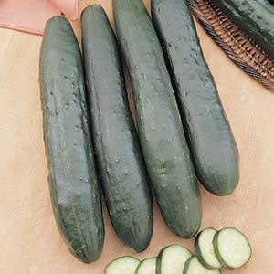 Cucumber, Burpless Supreme, Live Vegetable Plant, 4" Pot