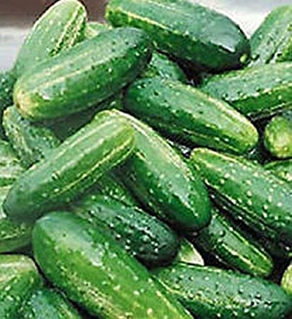 Cucumber, Bush Pickle, Live Vegetable Plant, 4" Pot