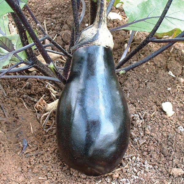 Eggplant, Black Beauty, Live Vegetable Plant 4" Pot