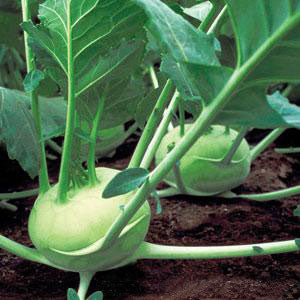 Kohlrabi, Quickstar, Live Vegetable Plant 4" Pot