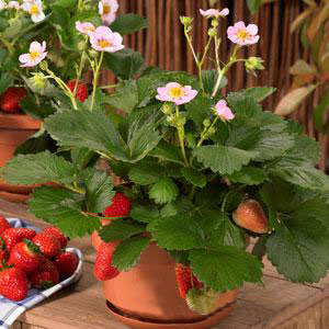 Strawberry, Berries Galore, Live Fruit Plant 4" Pot