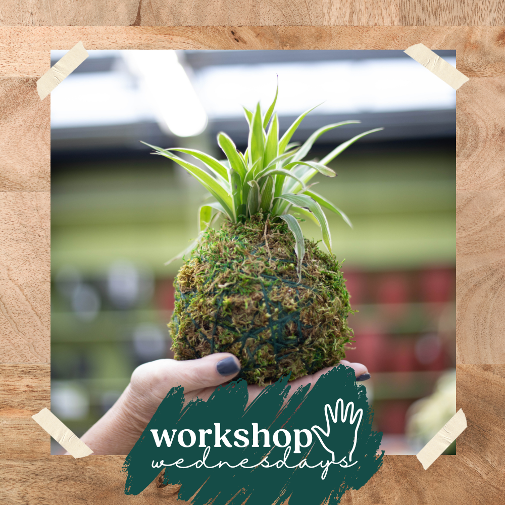 Workshop Wednesdays: Kokedama