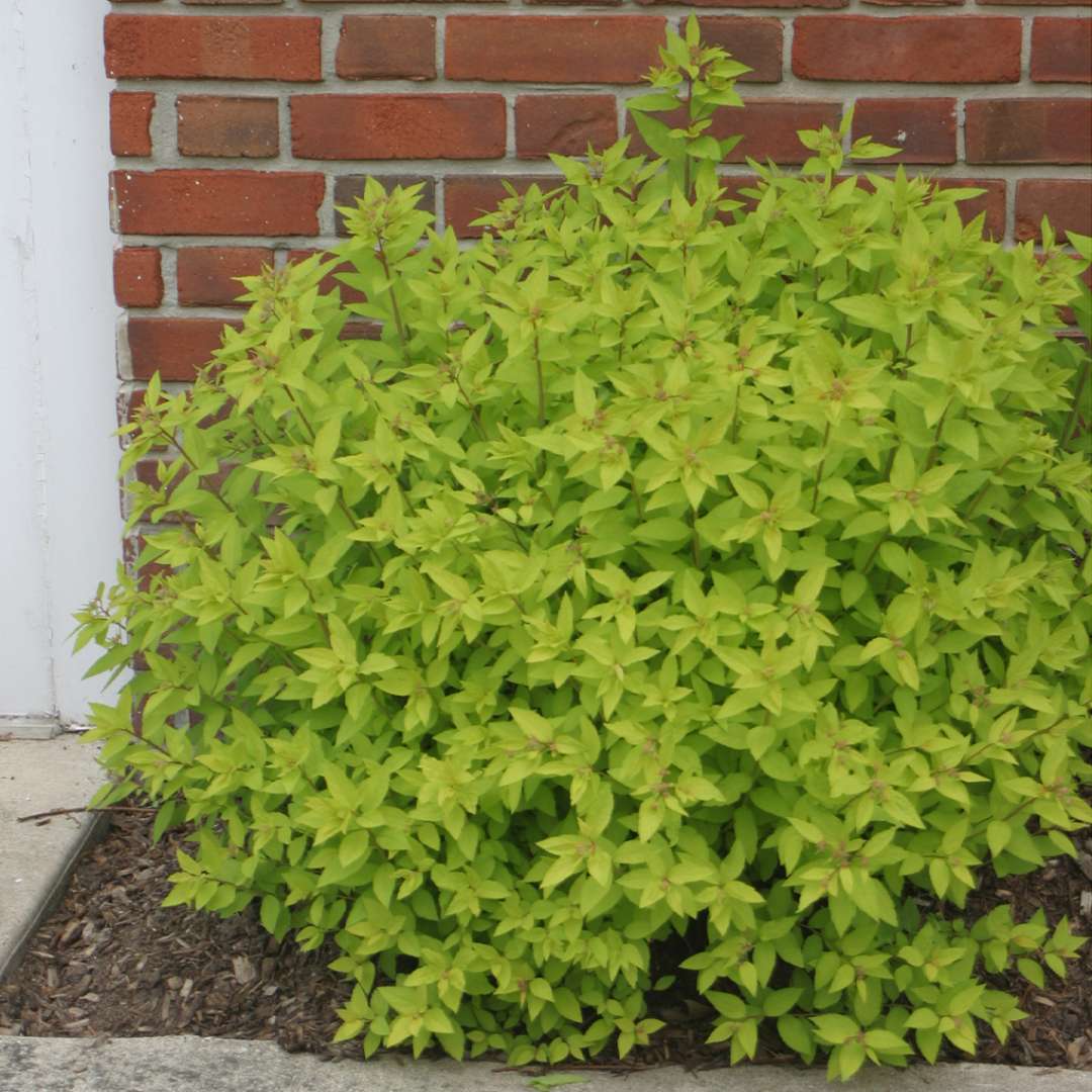 Spirea, Goldmound Flowering Shrub, 3 Gallon Container