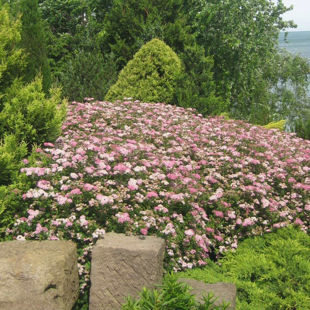 Spirea, Little Princess Flowering Shrub, 3 Gallon Container