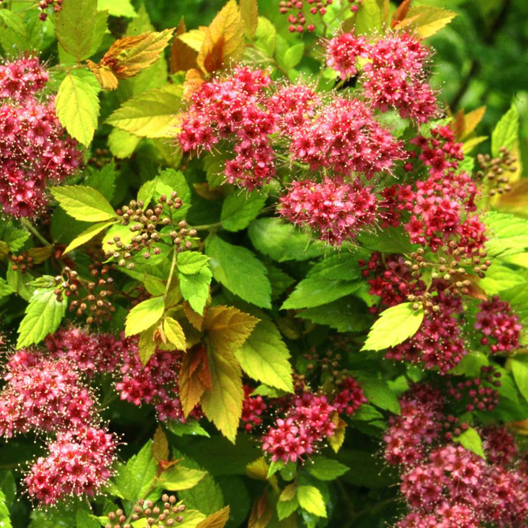 Spirea, Magic Carpet Flowering Shrub, 3 Gallon Container
