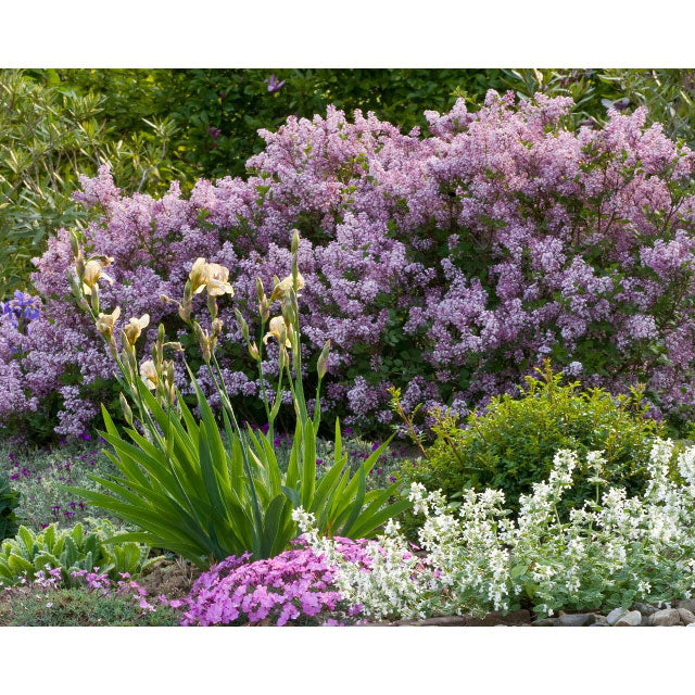 Lilac, Dwarf Korean Flowering Shrub, 3 Gallon Container