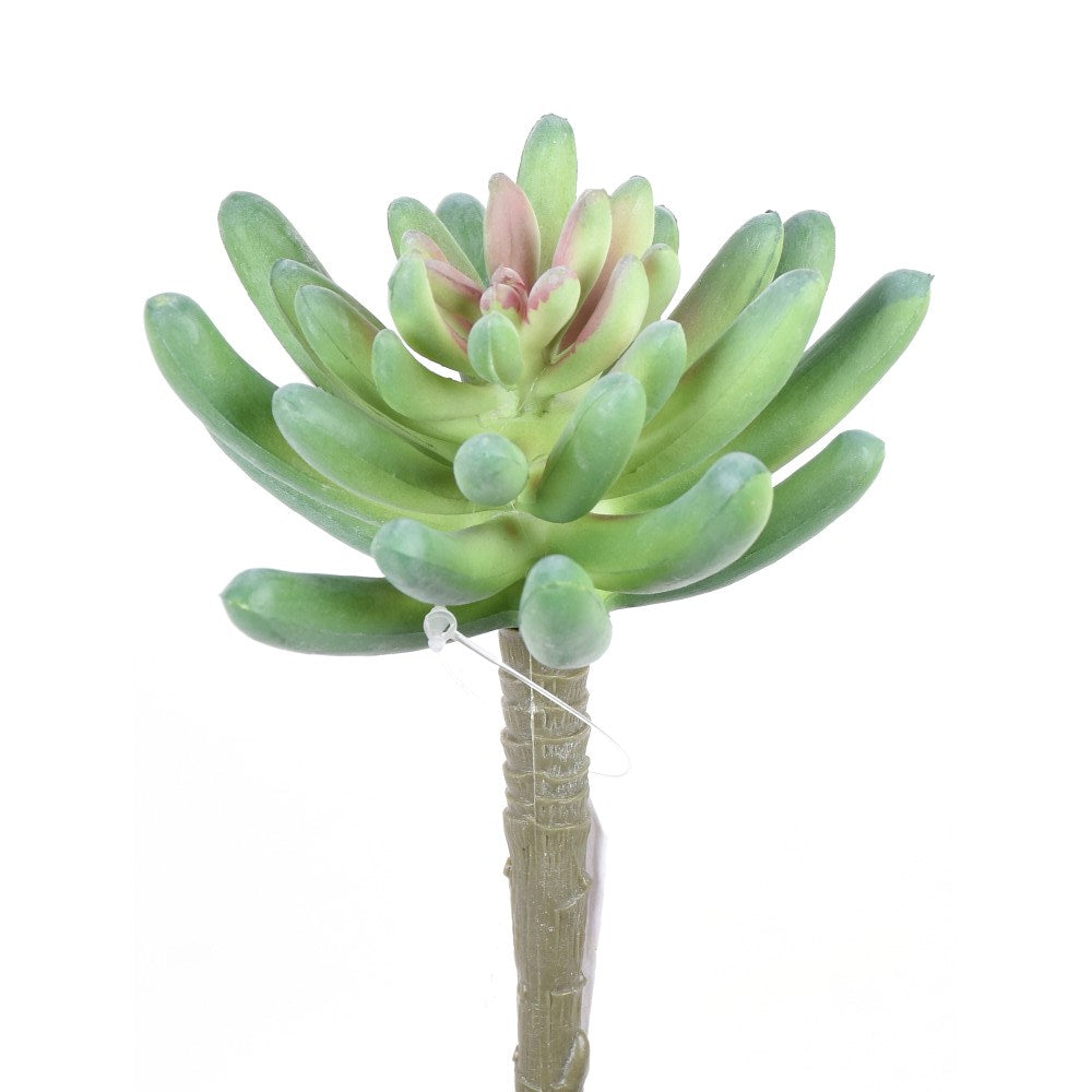 Succulent Plant, Green/Pink, 5.5 in.