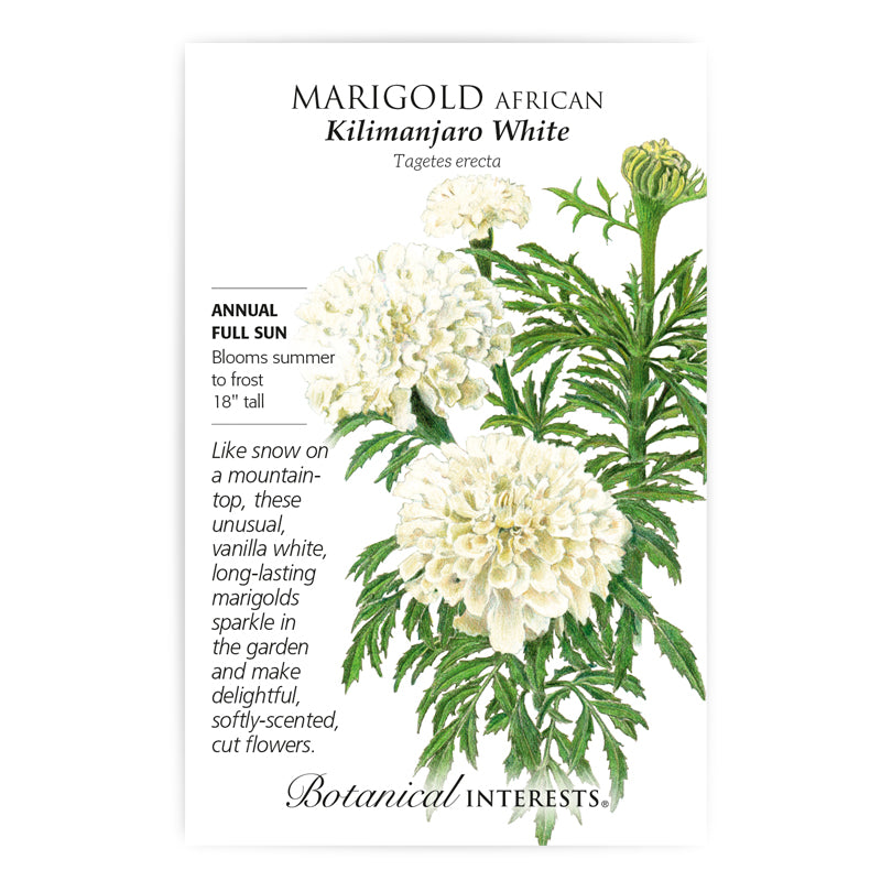 Marigold, Botanical Interests Kilimanjaro White African Seeds