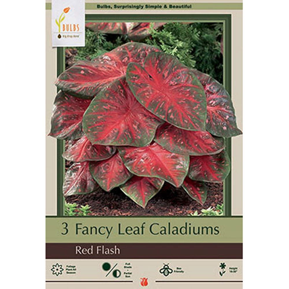 Netherland Bulb, Caladium Red Flash