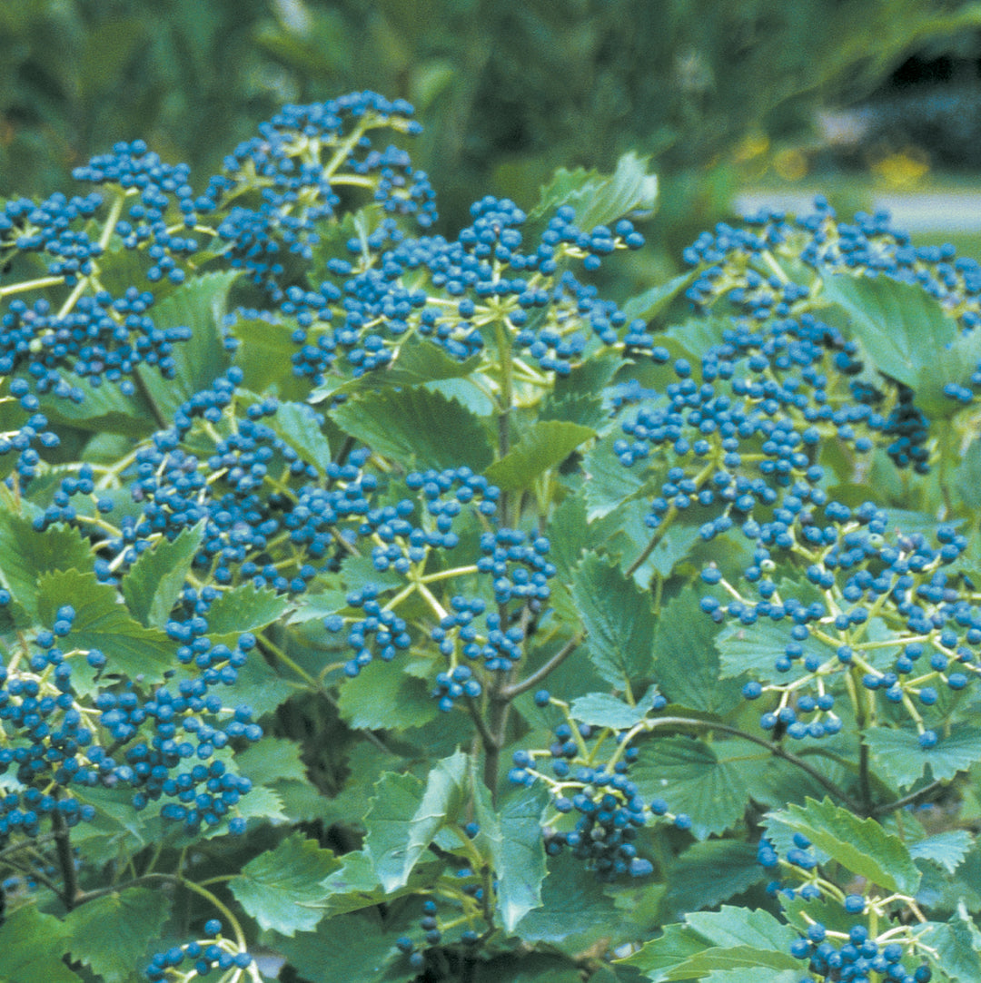 Viburnum, Blue Muffin Flowering Shrub, 5 Gallon Container