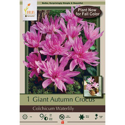 Netherland Bulb Co. Giant Autumn Crocus Bulb