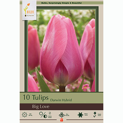 Netherland Bulb Co. Tulip, Big Love Bulbs