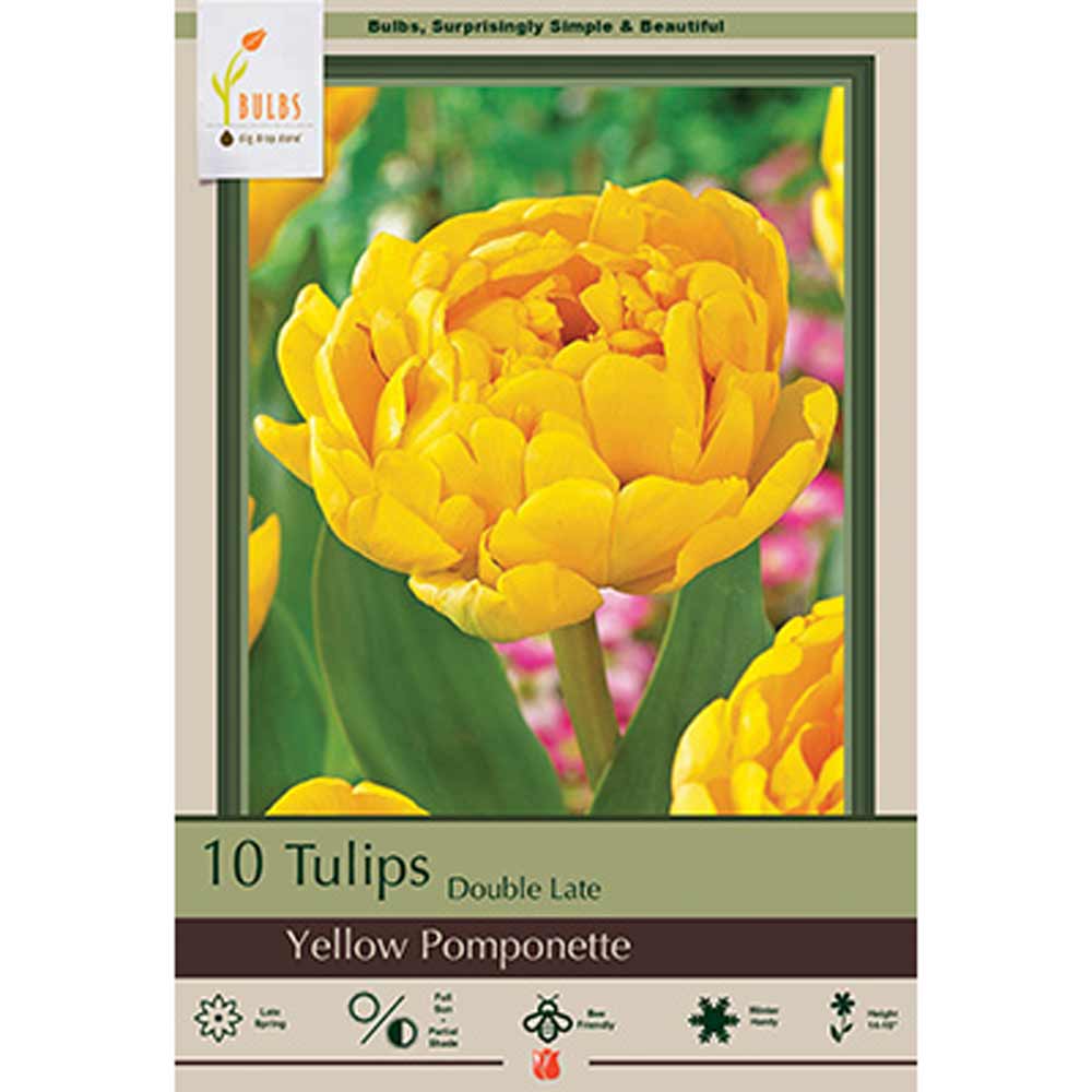 Netherland Bulb, Tulip, Yellow Pomponette