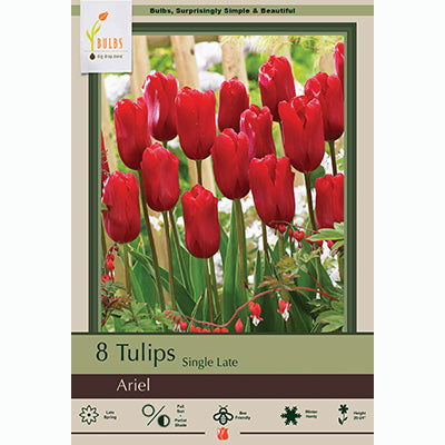 Netherland Bulb Co. Tulip, Ariel Bulbs
