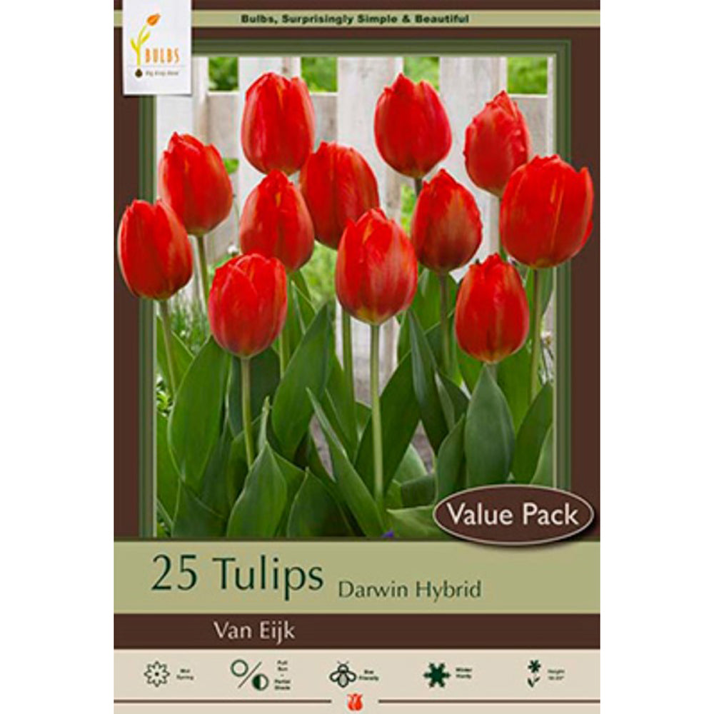 Netherland Bulb Co., Tulip Van Eijk Value Pack