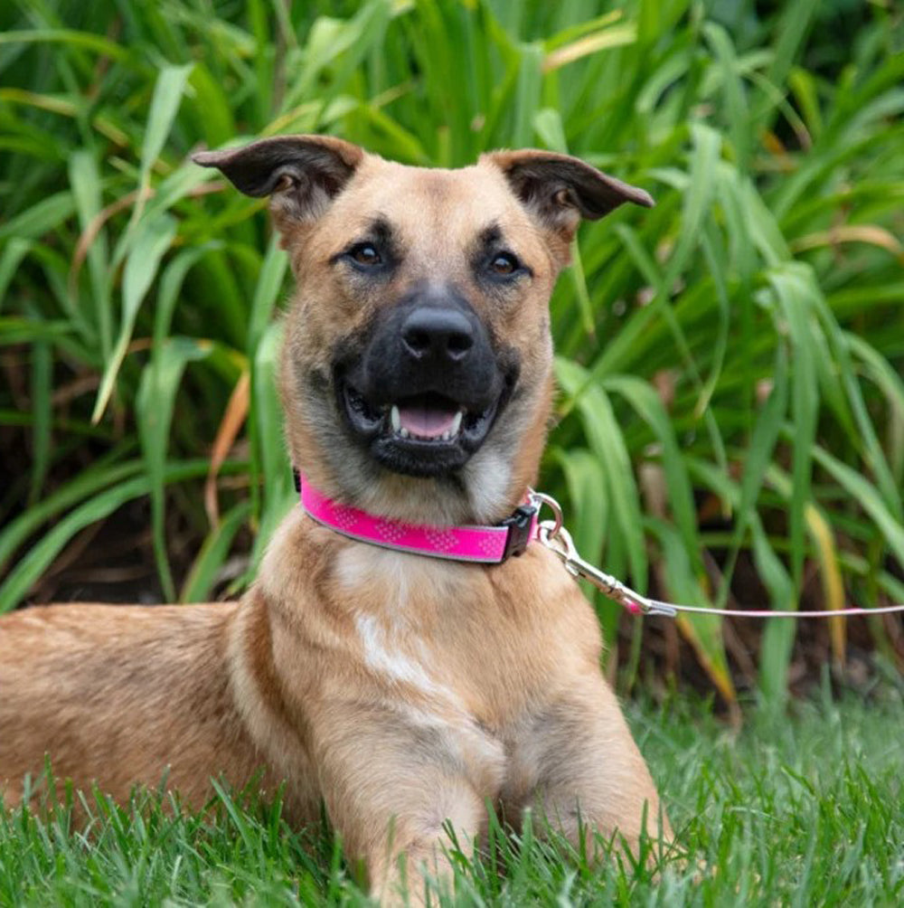 Lupine Pet, High Lights Pink Diamond 1" Collar, 16-28"