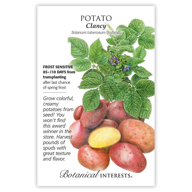 Potato, Botanical Interests Clancy Seeds