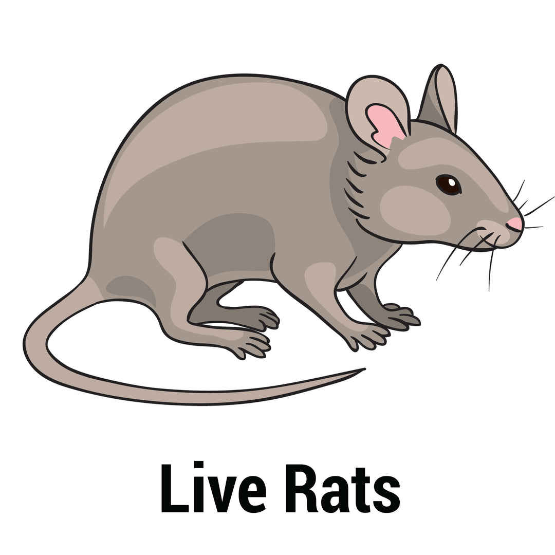 Small Feeder Rat, Live