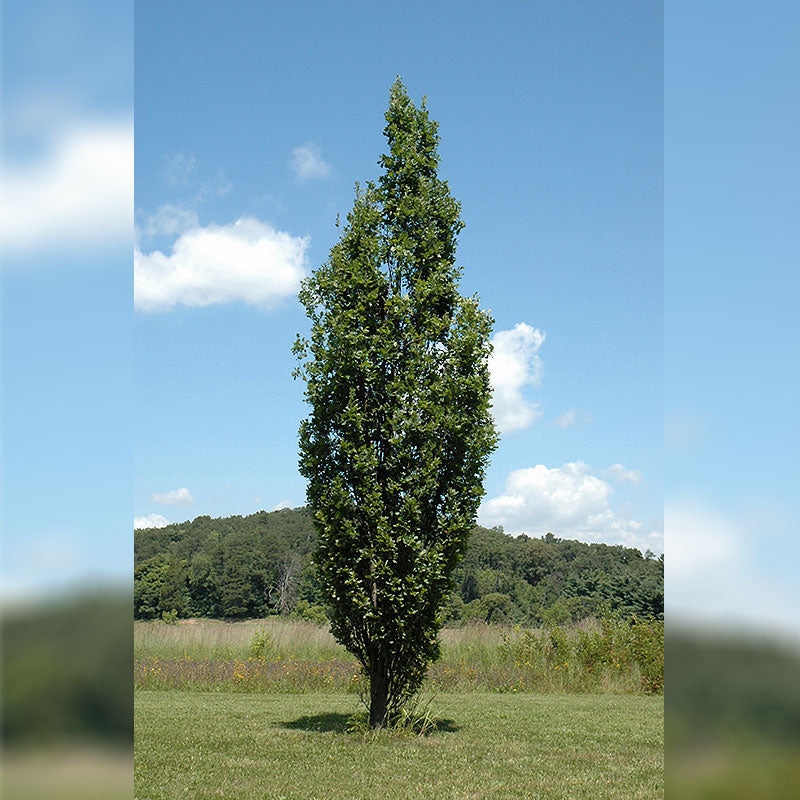 English Oak Tree, Skyrocket, B&B, 2" Caliper