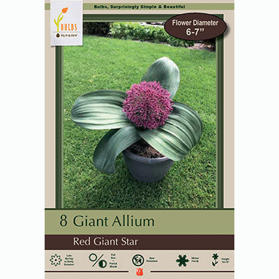 Netherland Bulb Co. Giant Allium, Red Star Giant Bulbs