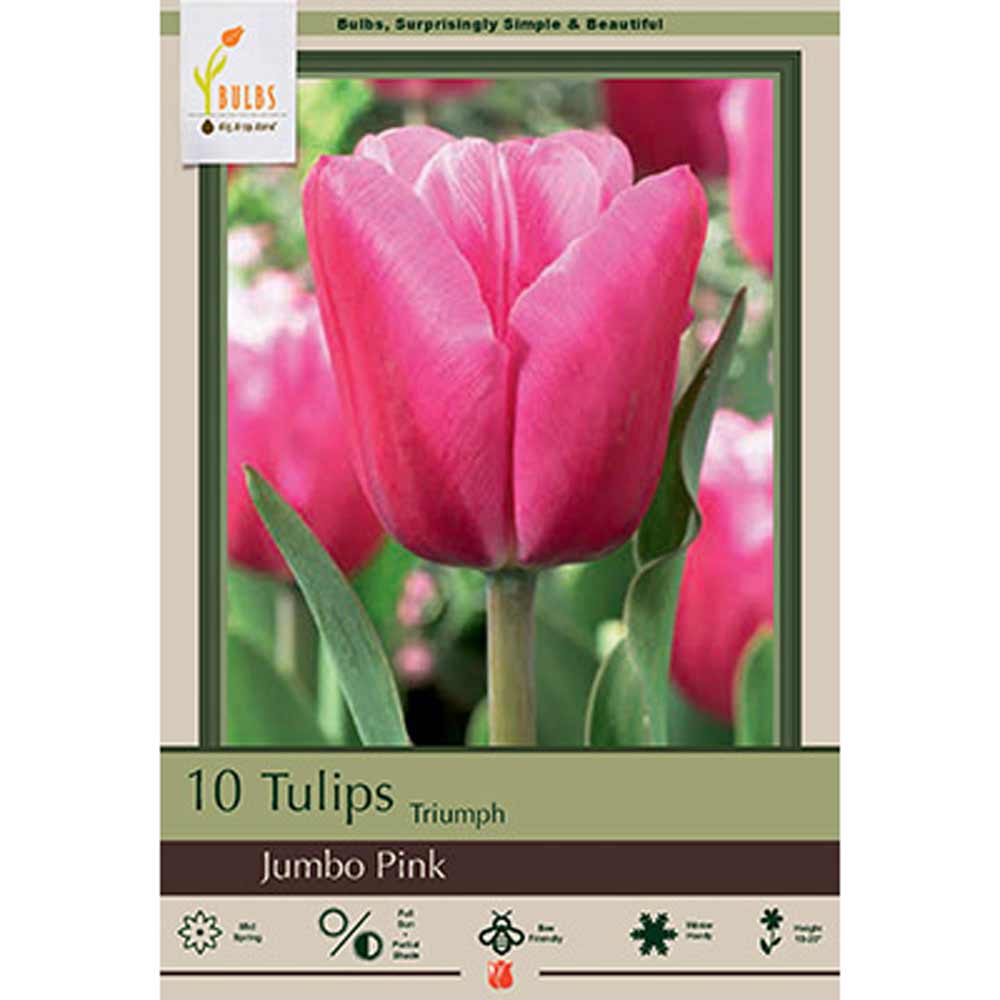 Netherland Bulb, Tulip, Jumbo Pink