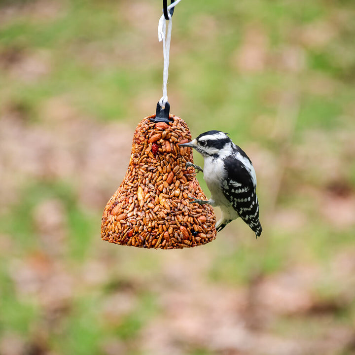 Mr. Bird Flaming Hot Feast Seed Bell