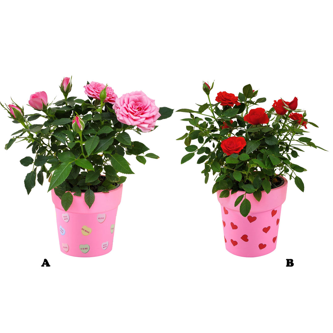Soulmate Clay Planter w/ Roses, Live Plant in Decorative Clay Planter