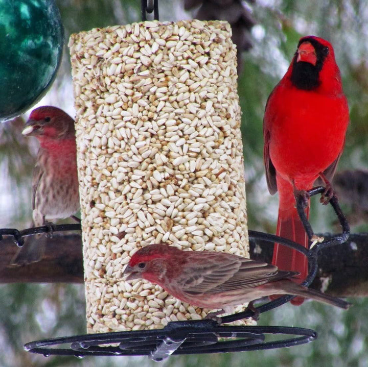 Mr. Bird, Safflower Cylinder, 28 oz.