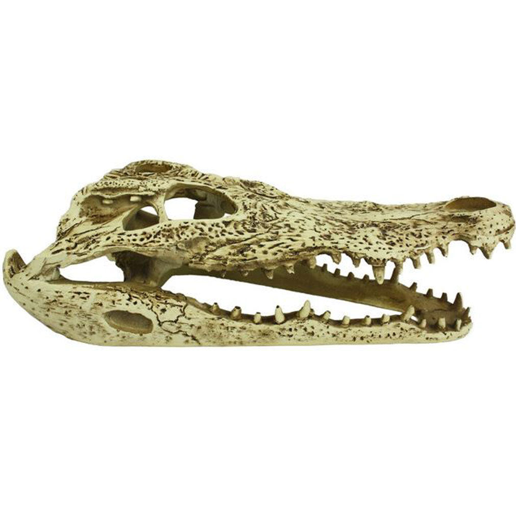 Komodo, Alligator Skull