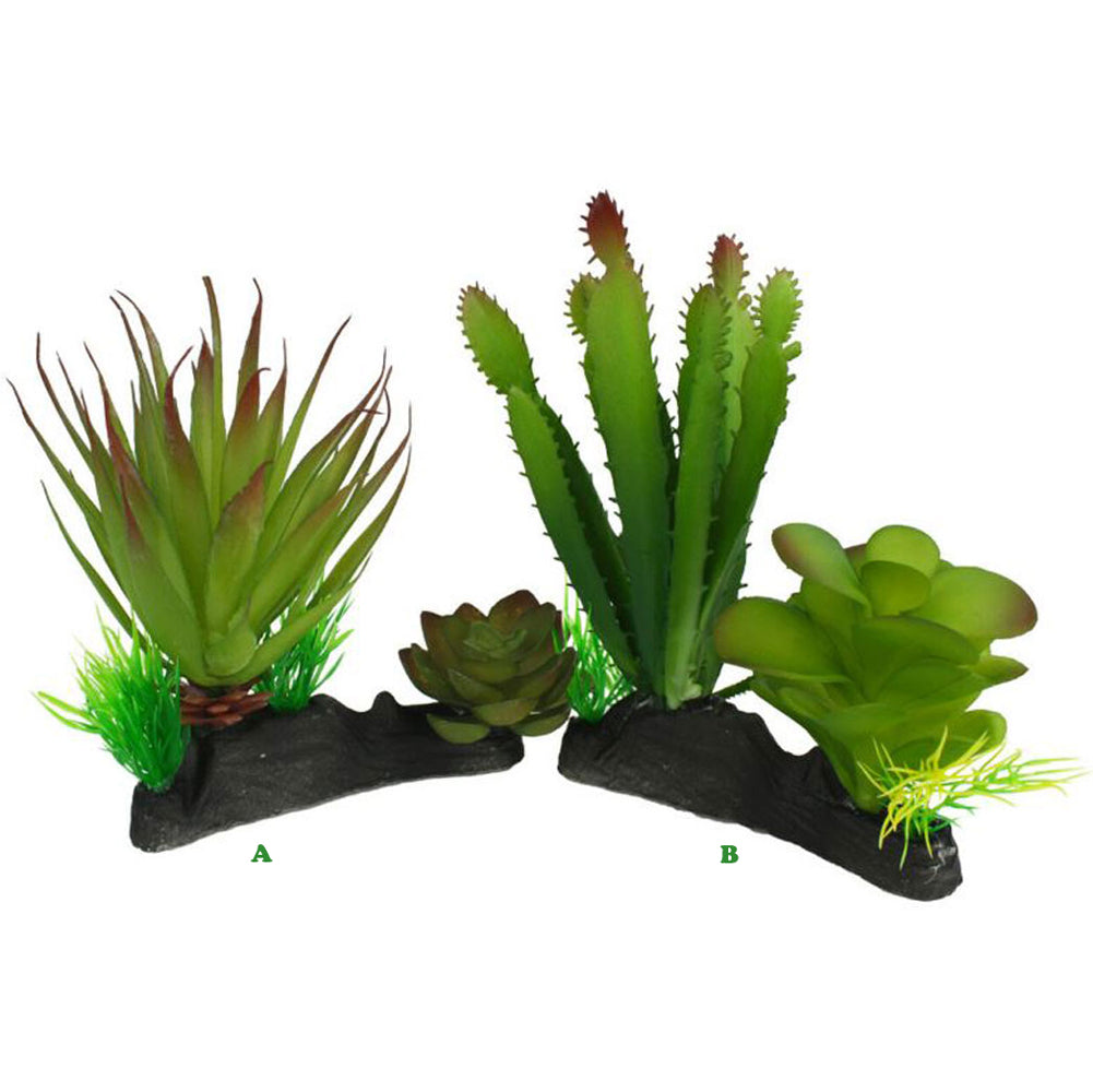 Komodo, Succulent or Cactus