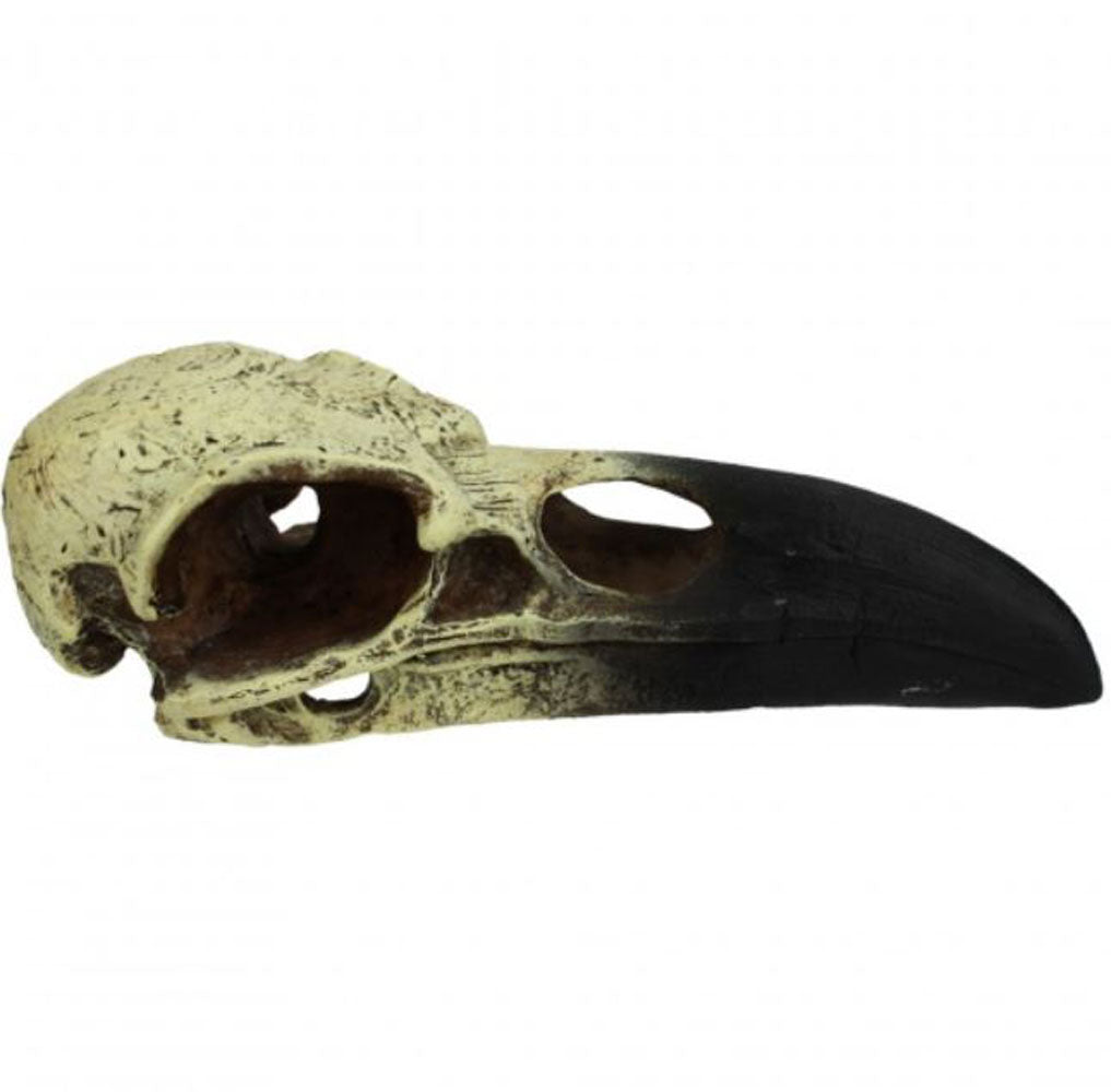 Komodo, Raven Skull, Medium
