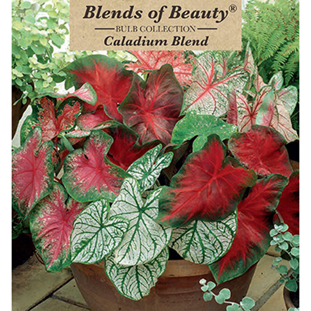 Netherland Bulb, Caladium Fancy Leaf Blend #1