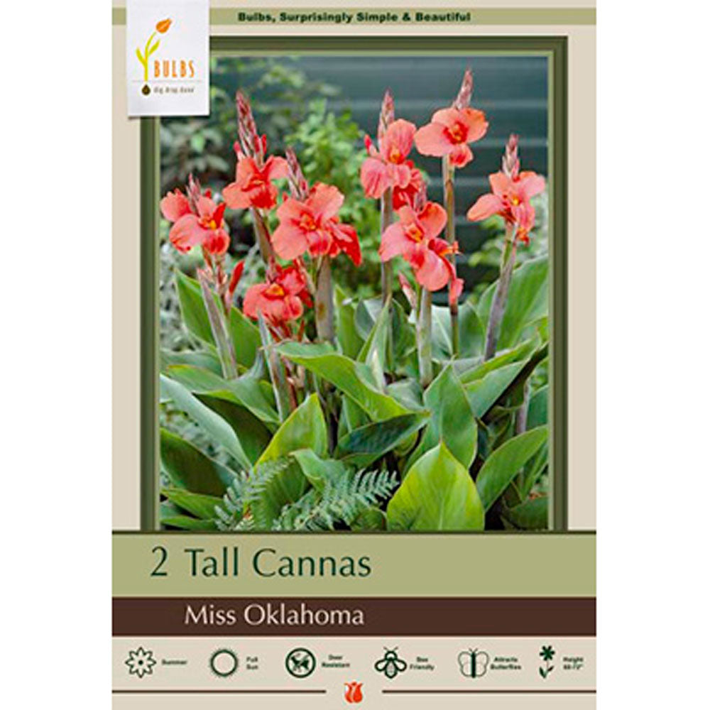 Netherland Bulb, Canna Miss Oklahoma