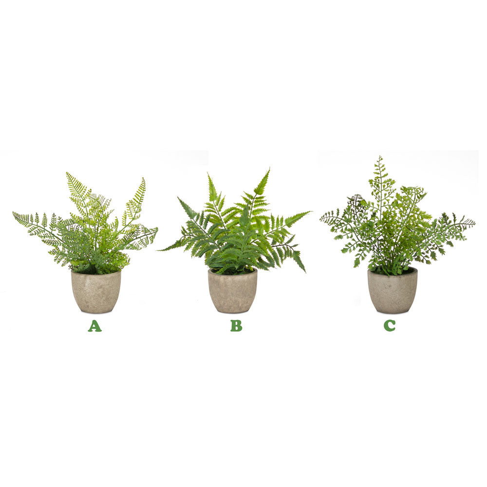 Melrose International, Potted Fern, 9.5", Assorted & Sold Separately