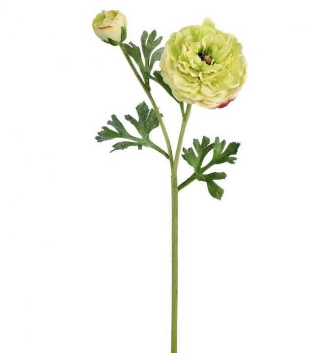 Regency, Cloony Ranunculus, Green, 19"
